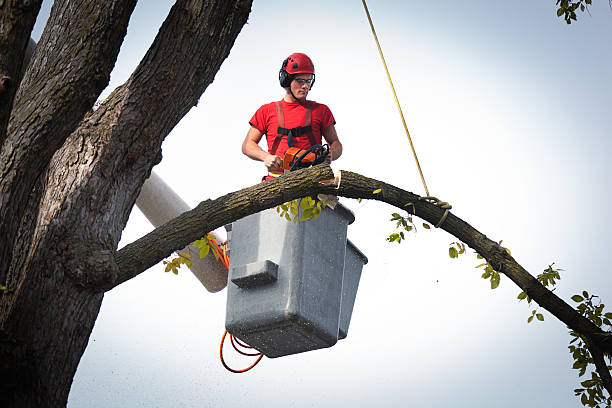 Best Tree and Shrub Care  in Lakeside, TX